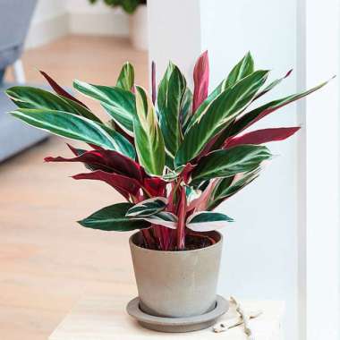 Tanaman Calathea Multicolor