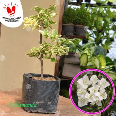 Tanaman Bougenville Putih Variegata ( Bunga Kertas )