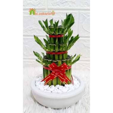 TANAMAN HIAS BAMBU HOKI MINI/ LUCKY BAMBOO/SRI REJEKI/BAMBU CINA + POT KERAMIK+ BATU HIAS PUTIH pago