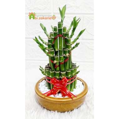 TANAMAN HIAS BAMBU HOKI MINI/ LUCKY BAMBOO/SRI REJEKI/BAMBU CINA + POT KERAMIK+ BATU HIAS PUTIH mahk