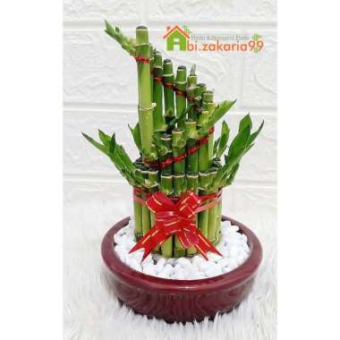 TANAMAN HIAS BAMBU HOKI MINI/ LUCKY BAMBOO/SRI REJEKI/BAMBU CINA + POT KERAMIK+ BATU HIAS PUTIH spir