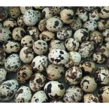 Jual Telur Puyuh Online Terbaru Mei 2021 