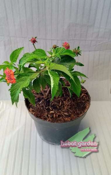 Tanaman hias lantana bandana red- hebat garden839
