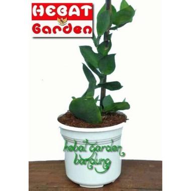 Tanaman Rambat dolar hias daun besar - climbing dollar- hebat garden444