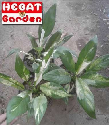 sepatu filum varigata-spathiphyllum variegata- Peace Lily- hebat garden1448