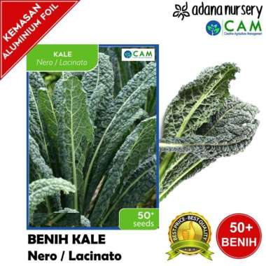 Benih / Biji Kale Nero Lacinato - Berkualitas - 50+ Seeds