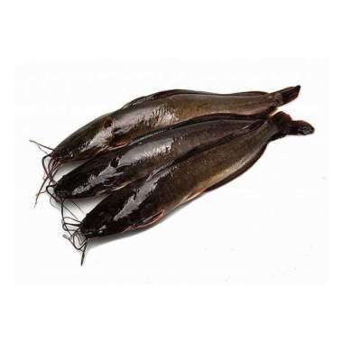 [TERLARIS] IKAN LELE SEGAR - 500gr