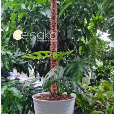 Stik pipa rambatan montera janda bolong sirih gading tinggi 60cm lapis tali sabut kepala alami