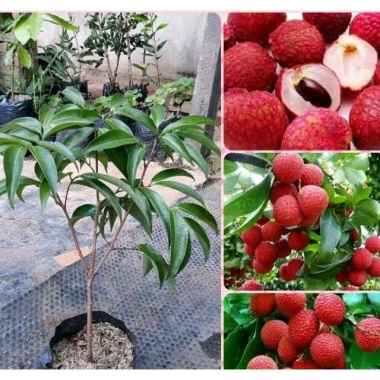 Bibit Tanaman buah Leci Merah Unggul