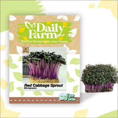 DF benih RED CABBAGE SPROUT 3 gram microgreen seed 3gr daily farm