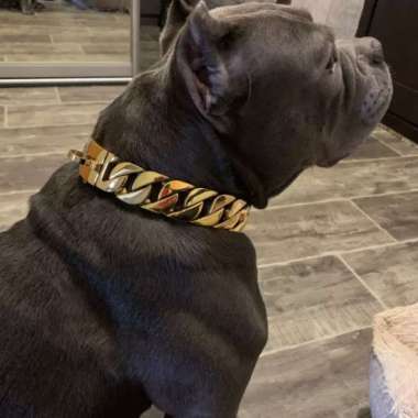 pitbull collar