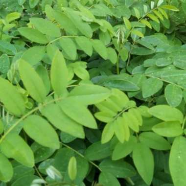 Daun Indigofera