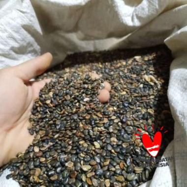 Benih Crotalaria Juncea CJ 1Kg