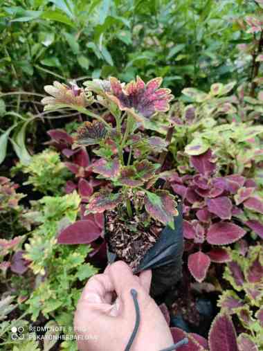 Miana Kipas Merah Tanaman Hias Miana Premium