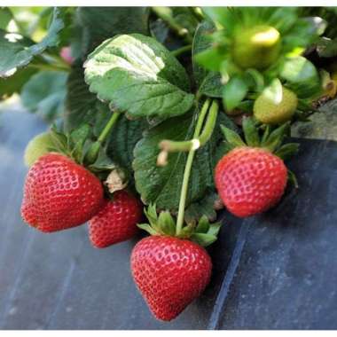 Bibit tanaman buah strawberry california