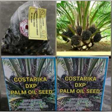 bibit benih polong kecambah sawit COSTARIKA DXP MALAYSIA