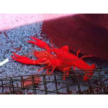 UDANG HIAS MALBORO RED MERAH AIR TAWAR