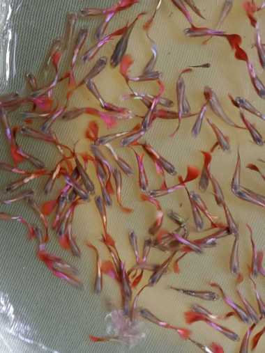 Guppy halfmoon red tail betina