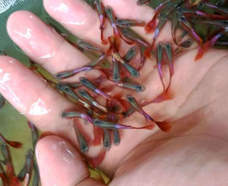 Guppy halfmoon red tail sepasang