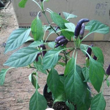 Jual Tanaman Cabe Hias Terbaru 2020 Harga Murah Blibli Com