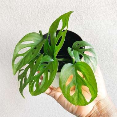 tanaman hias monstera janda bolong / monstera janda bolong / janda