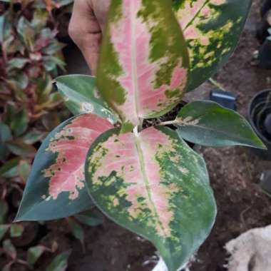 tanaman hias aglonema kochin