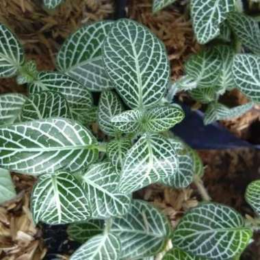 Tanaman Hias Episcia Mutiara