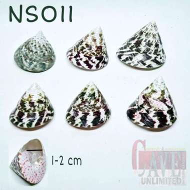 NS011 cangkang shell rumah kelomang keong umang kumang natural asli 2CM