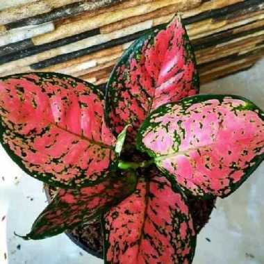 aglonema dut anjamani