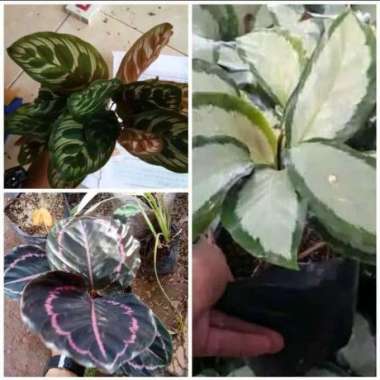 paket 3 jenis calathea