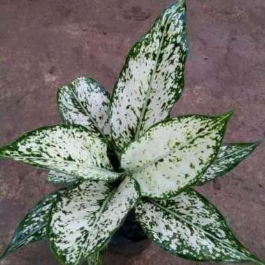 Tanaman hias aglonema snow white - aglonema snow white