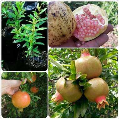 bibit delima Indonesia