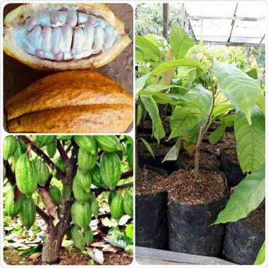 bibit tanaman kakao/kopi coklat Indonesia