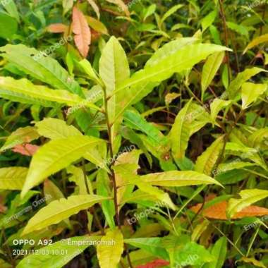 Bibit Tanaman Pohon Jenitri Genitri