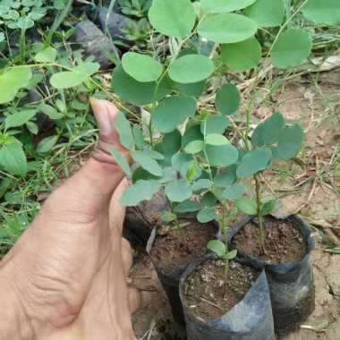 Bibit Tanaman Kayu Sonokeling