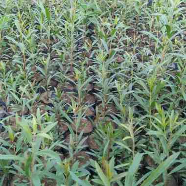 Bibit Tanaman Kayu Putih Bibit Tanaman Herbal Minyak Kayu Putih Super