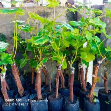 bibit tanaman buah anggur impor Dixon dan lainnya Dixon