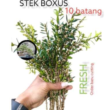 stek boxus 10 batang/bahan bonsai