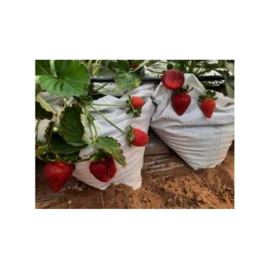10 bibit strawberry jumbo manis