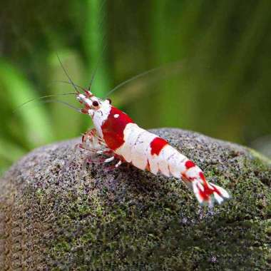 Udang Hias Merah Aquascape Red Bee Caridina