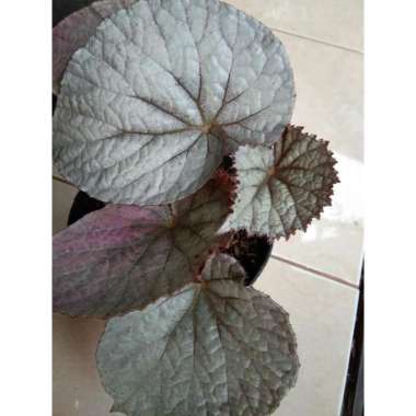 Begonia - Begonia Rex Silver Limbo - Daun Begonia Silver Limbo Tanaman Hias Bunga