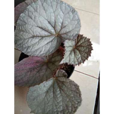 Begonia - Begonia Rex Silver Limbo - Daun Begonia Silver Limbo