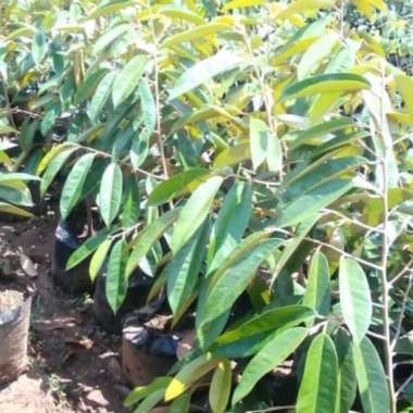 Bibit Durian Bawor Cepat Berbuah | Pembibitan duren bawor okulasi | pohon durian unggul 1 GRATIS 1