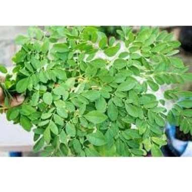 bibit daun kelor murah