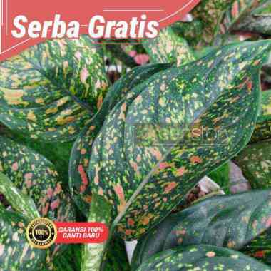 aglonema Ruby thailand | caladium | monstera | calathea | sri rezeki | philodendron dewasa 4-5 daun