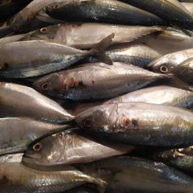 IKAN BANJAR / IKAN KEMBUNG BANJAR SEGAR 1.0kg