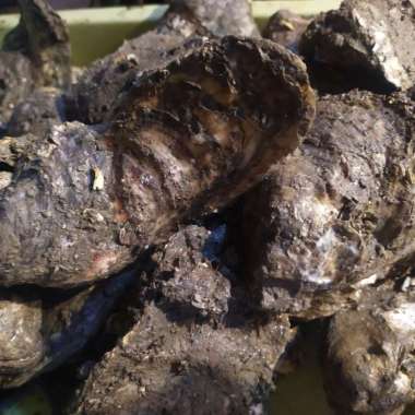 KERANG TIRAM SEGAR 1.0kg