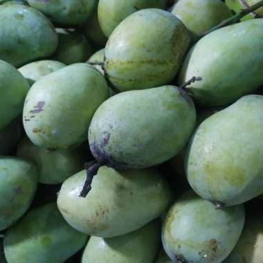 MANGGA CENGKIR SEGAR / MANGGA FRESH / MANGGA SEGAR / BUAH SEGAR 1.0kg