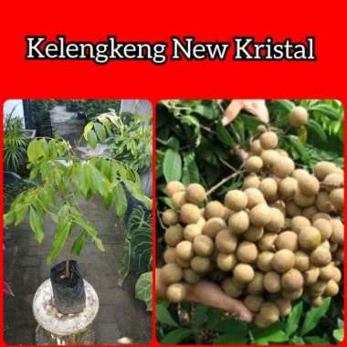 bibit kelengkeng new kristal unggul berbunga