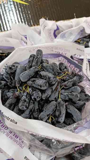 Buah Anggur Moondrop Ausbrand Premium Australian Table Grapes 9.5KG